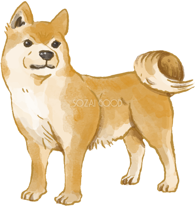 35 柴犬 イラスト リアル かわいいフリー素材集 いらすとや