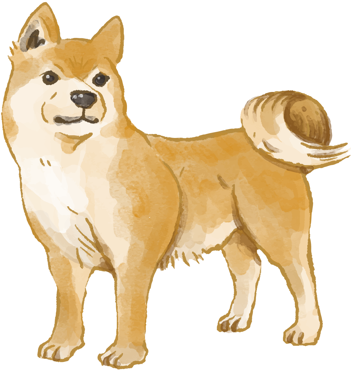 柴犬(立ち姿)犬のリアルかっこいい無料イラスト74681に写真・文字を入れる