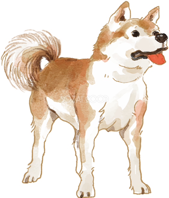 秋田犬 立ち姿 犬のリアルかっこいい無料イラスト74689 素材good