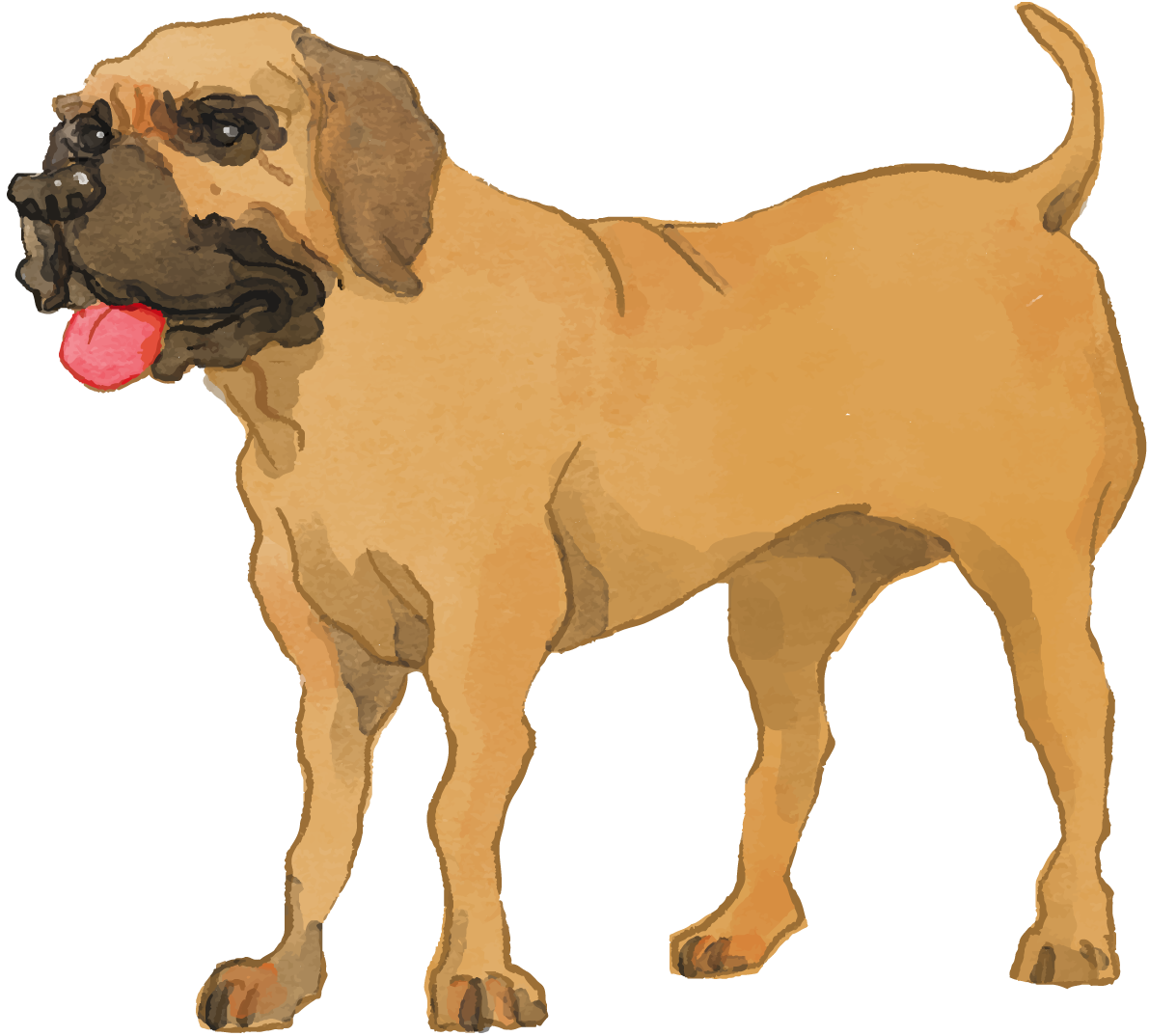 土佐犬(立ち姿)犬のリアルかっこいい無料イラスト74697に写真・文字を入れる