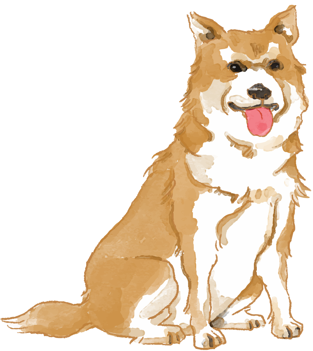 北海道犬(座り姿)犬のリアルかっこいい無料イラスト74709に写真・文字を入れる