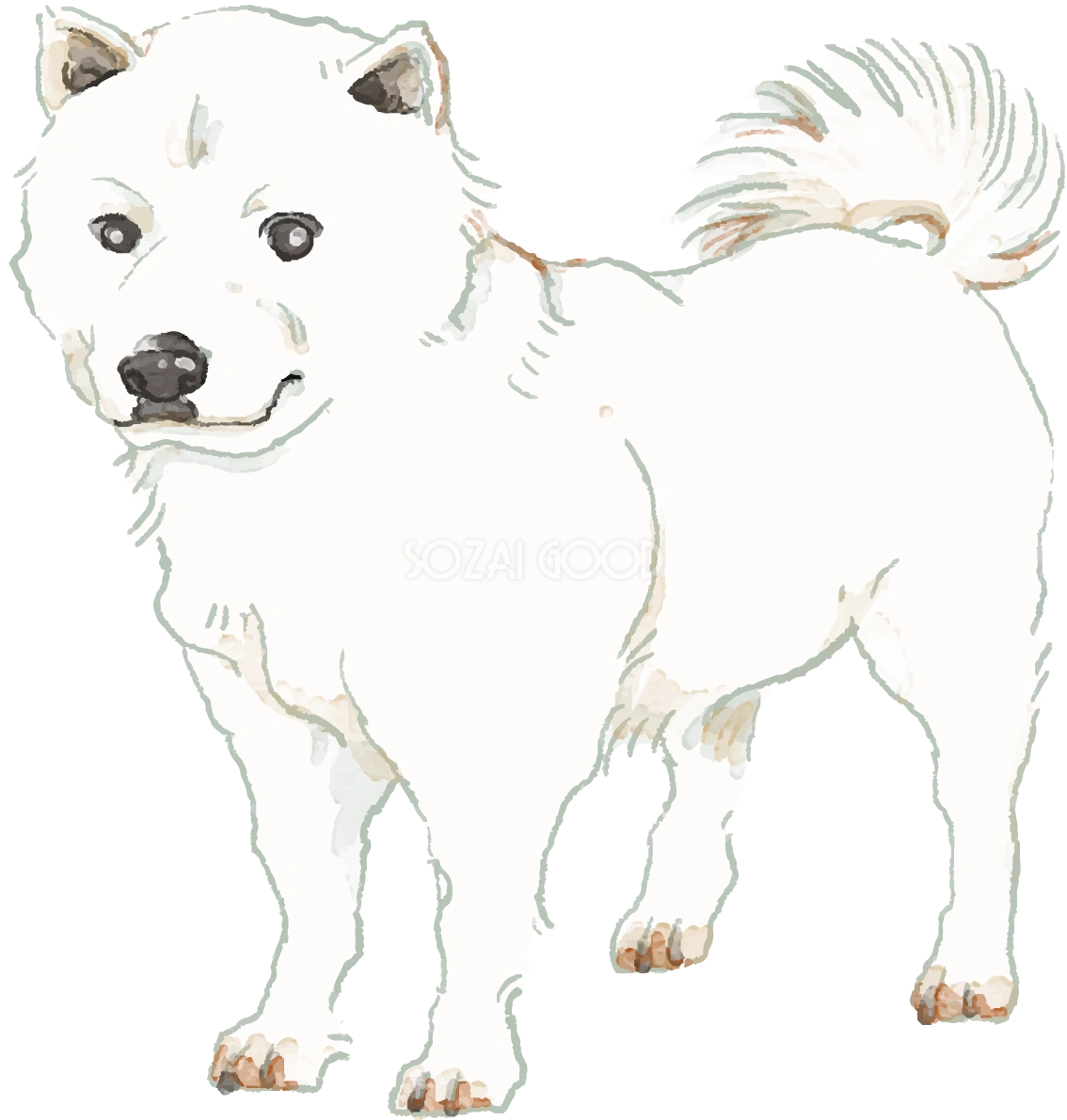 北海道犬(立ち姿)犬のリアルかっこいい無料イラスト74713
