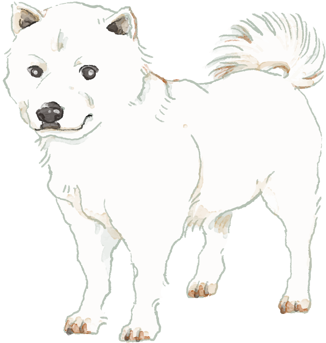 北海道犬(立ち姿)犬のリアルかっこいい無料イラスト74713に写真・文字を入れる