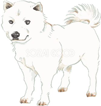 北海道犬(立ち姿)犬のリアルかっこいい無料イラスト74713