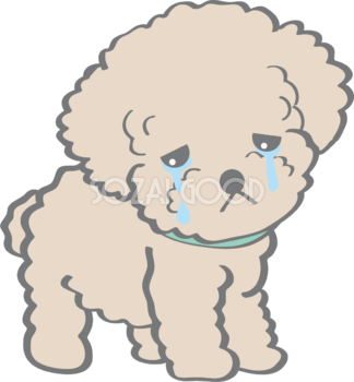 かわいいトイプードル(泣く)犬の無料イラスト80143