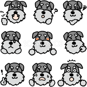 かわいい犬(ミニチュア・シュナウザー)の表情の無料イラスト81099