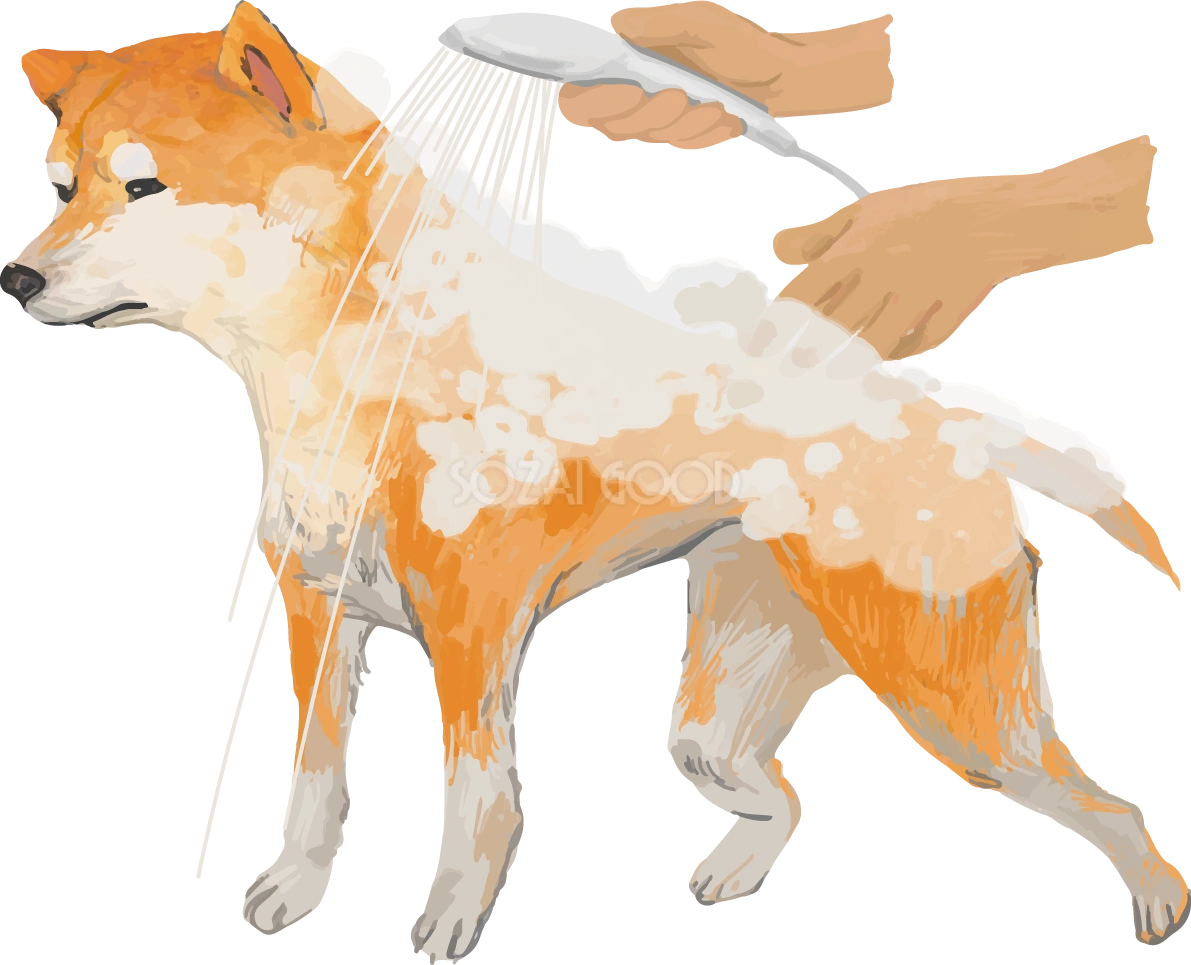 シャンプーする柴犬 リアル手書き風無料イラスト81400