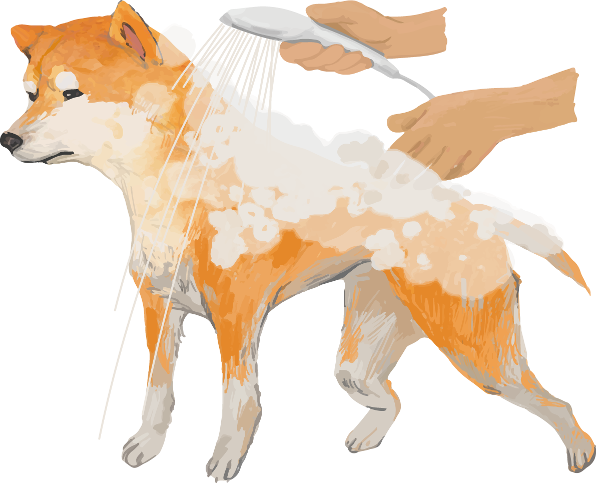 シャンプーする柴犬 リアル手書き風無料イラスト81400に写真・文字を入れる