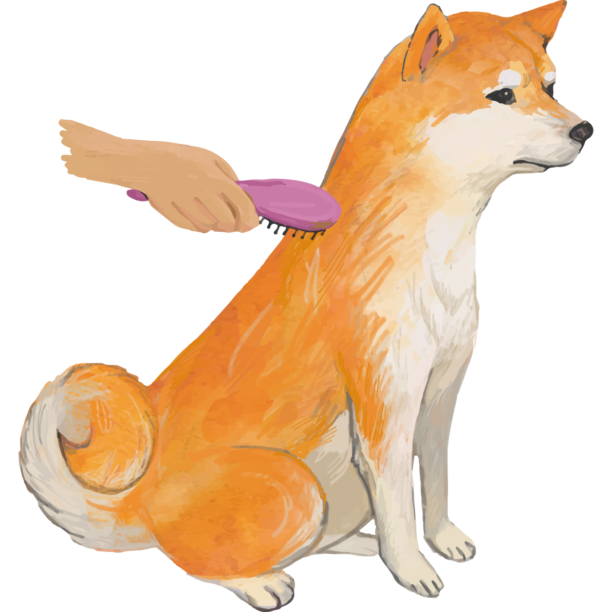 トリミングする柴犬 リアル手書き風無料イラスト81401に写真・文字を入れる