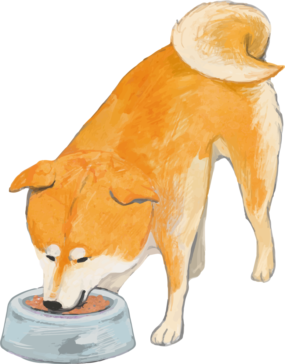 柴犬の食べる リアル手書き風無料イラスト81408に写真・文字を入れる