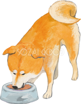 柴犬の食べる リアル手書き風無料イラスト81408