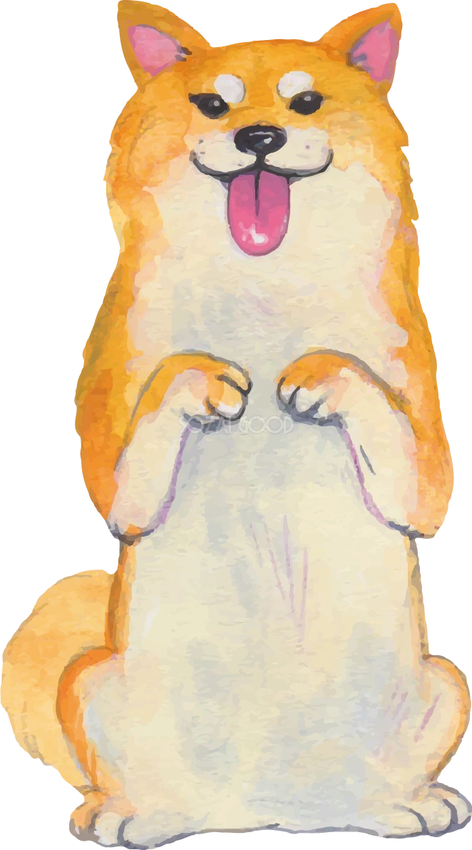 柴犬の立つ リアル手書き風無料イラスト81416