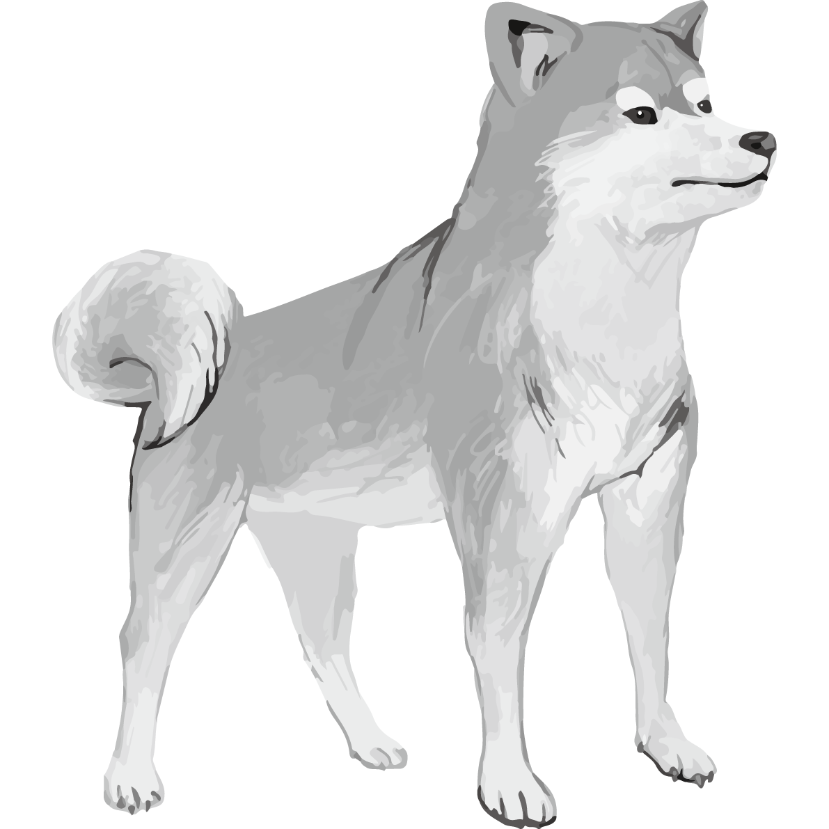 モノクロの柴犬 リアル手書き風無料イラスト81417に写真・文字を入れる