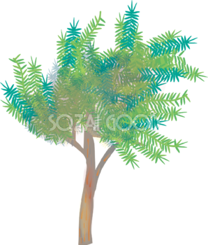 シンプルな木 カヤの木の無料イラスト81511