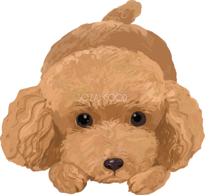 セレクトショップcharme22 年賀状 韓国 いぬ 可愛い チョゴリ プードル おしゃれ イラスト かわいい ペット 犬 トイプー