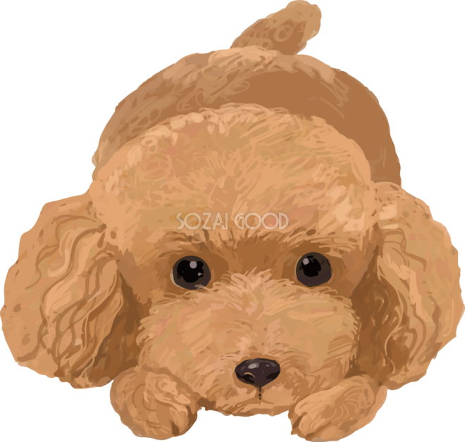 トイプードル 犬 イラスト 無料フリー 素材good