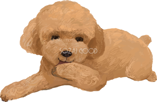 トイプードル 犬 イラスト 無料フリー 素材good