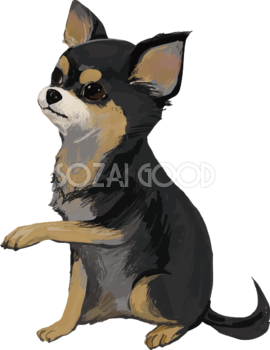 チワワ 犬 イラスト 無料フリー 素材good