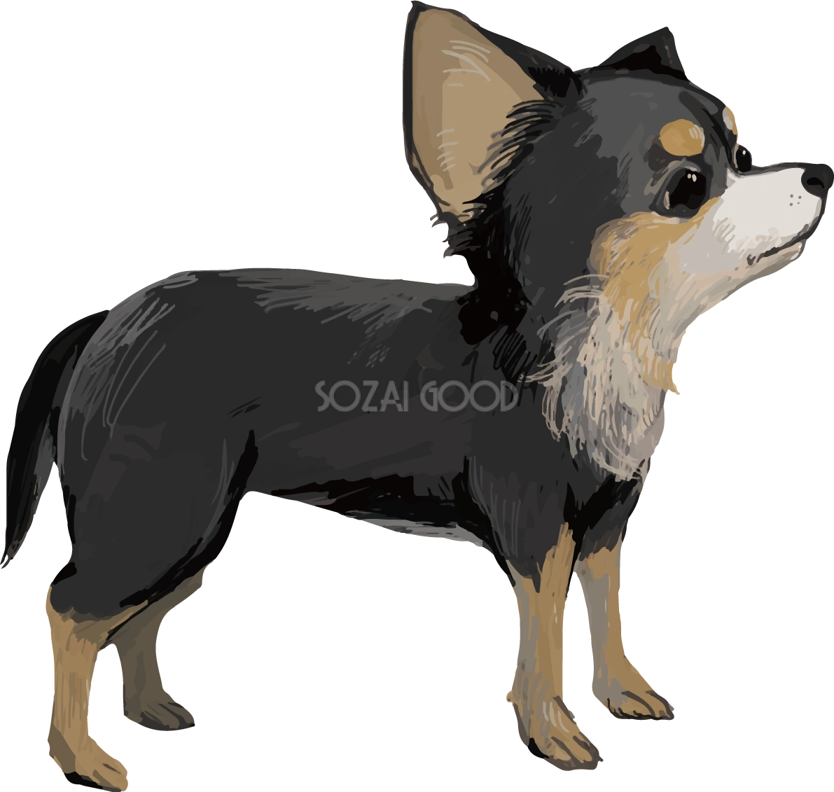 チワワ(犬)の横向き リアル手書き風無料イラスト82164