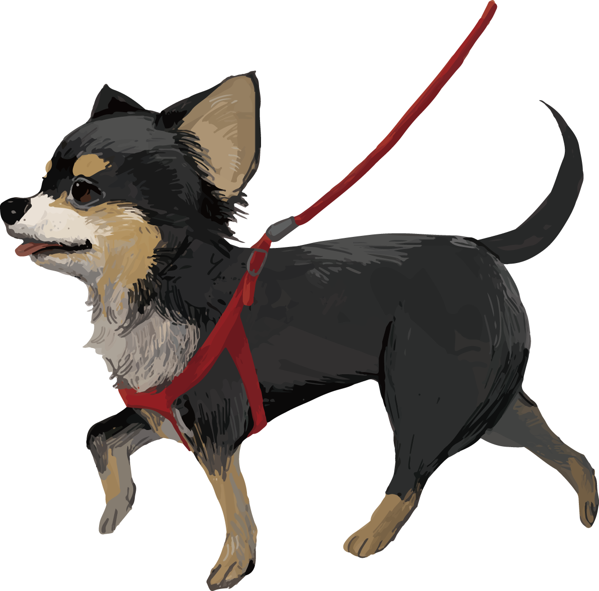 チワワ(犬)の散歩 リアル手書き風無料イラスト82166に写真・文字を入れる