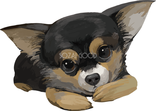 オリジナル チワワ 犬イラスト 犬 犬ステッカー 小型犬 手描きてがき
