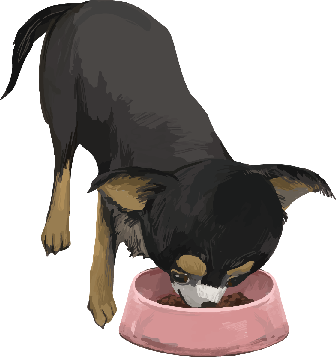 チワワ(犬)の食べる リアル手書き風無料イラスト82168に写真・文字を入れる