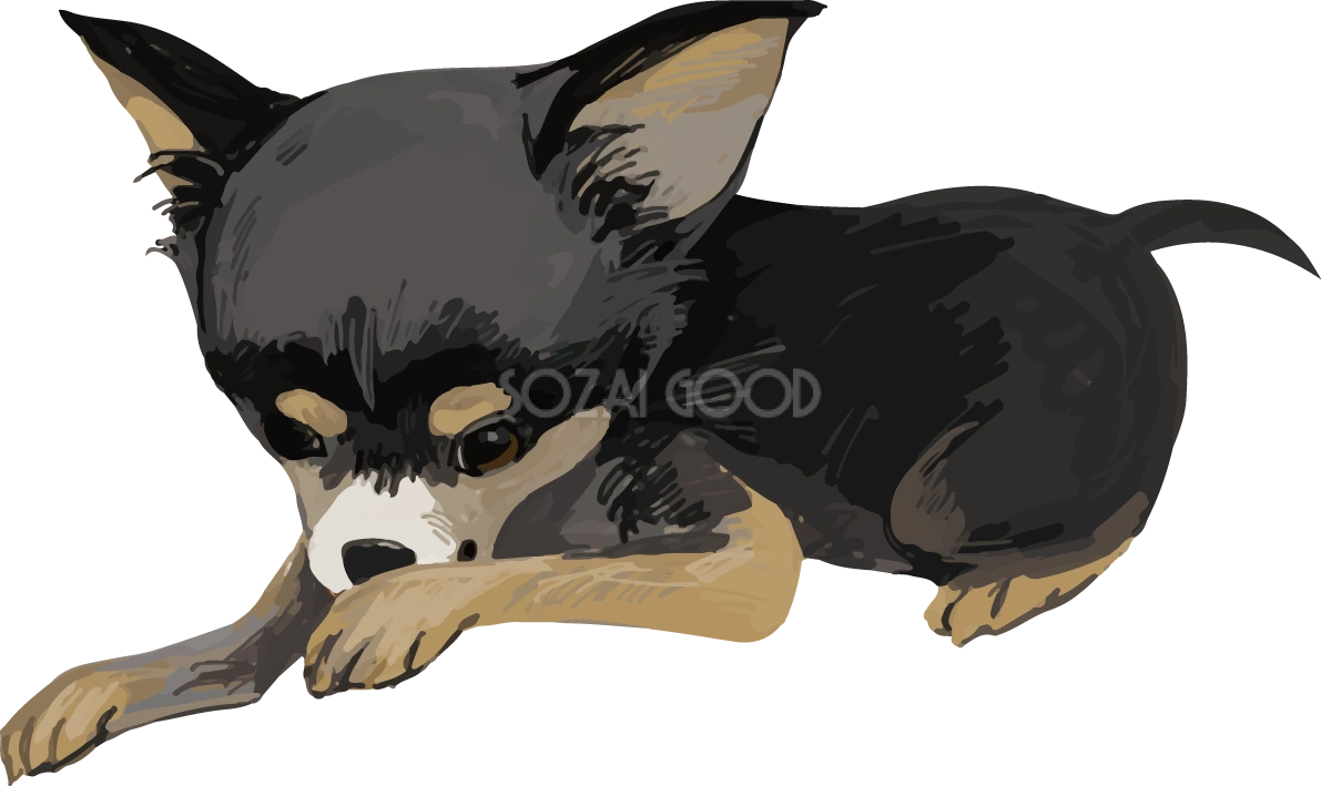 チワワ(犬)の毛づくろい リアル手書き風無料イラスト82175