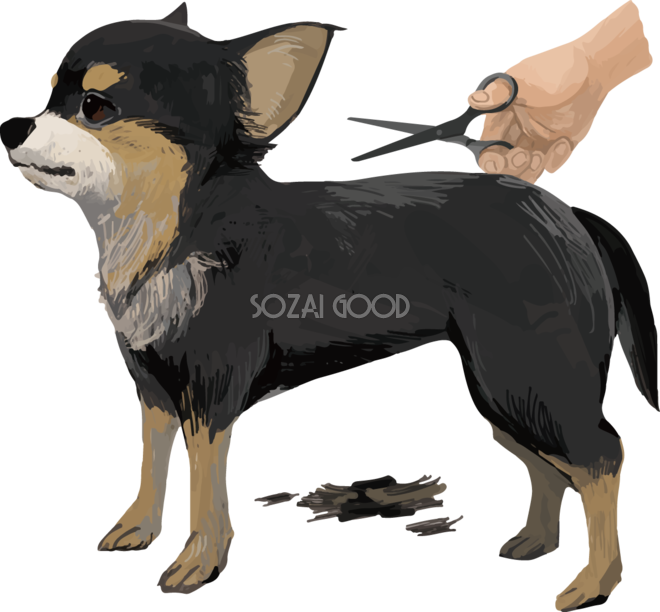 トリミングするチワワ 犬 リアル手書き風無料イラスト177 素材good