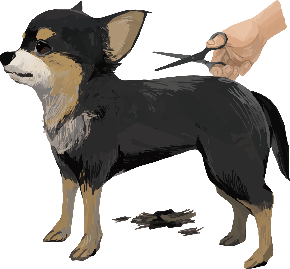 トリミングするチワワ(犬) リアル手書き風無料イラスト82177に写真・文字を入れる