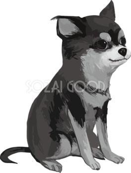 モノクロのチワワ(犬) リアル手書き風無料イラスト82180