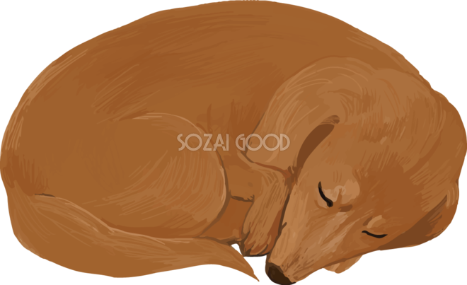 ミニチュア ダックスフンドの寝る 寝てる リアル犬の手書き風無料イラスト436 素材good