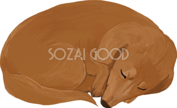 ミニチュア・ダックスフンドの寝る・寝てる リアル犬の手書き風無料イラスト82436