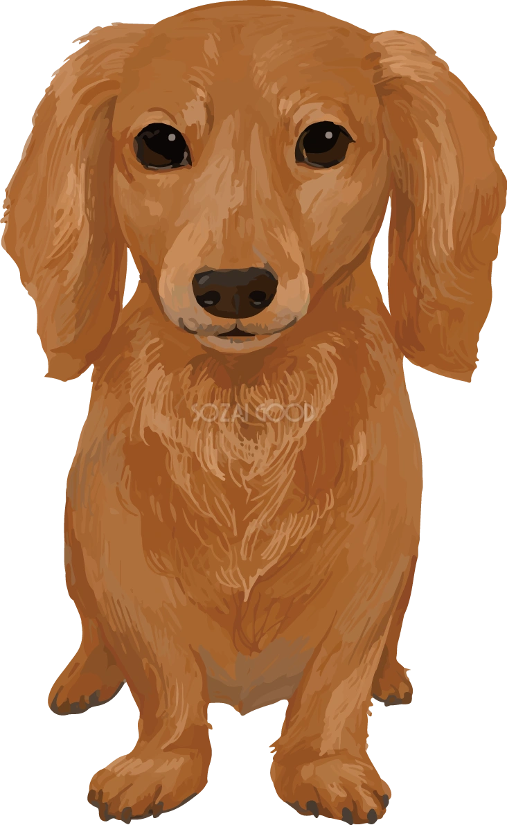 ミニチュア・ダックスフンドの正面 リアル犬の手書き風無料イラスト82437