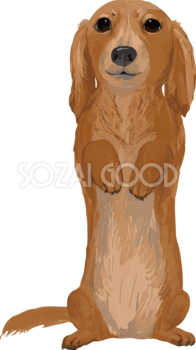 ミニチュア・ダックスフンドの立つ リアル犬の手書き風無料イラスト82443