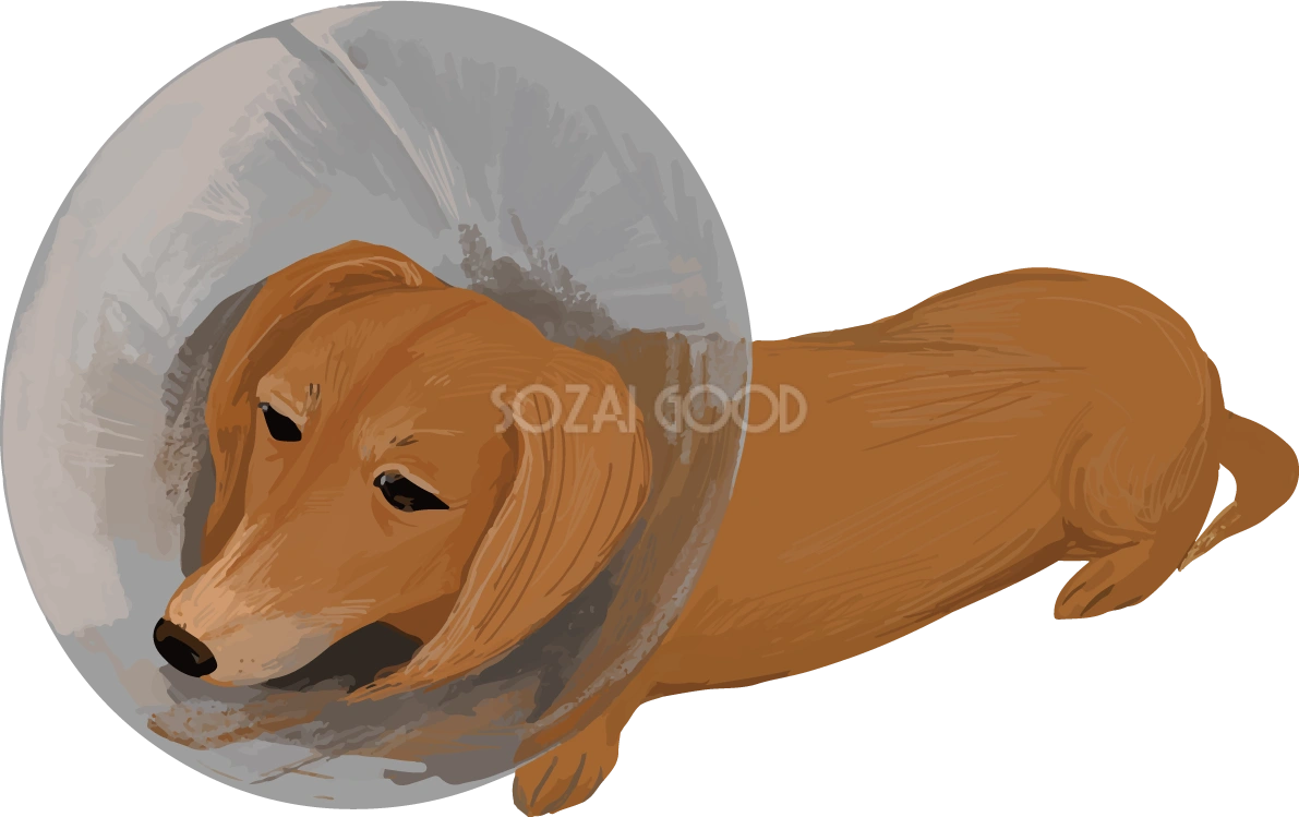 病気のミニチュア・ダックスフンド リアル犬の手書き風無料イラスト82446