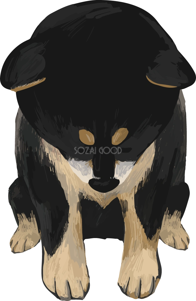 お辞儀する柴犬 黒毛の豆柴 リアル無料イラスト82638