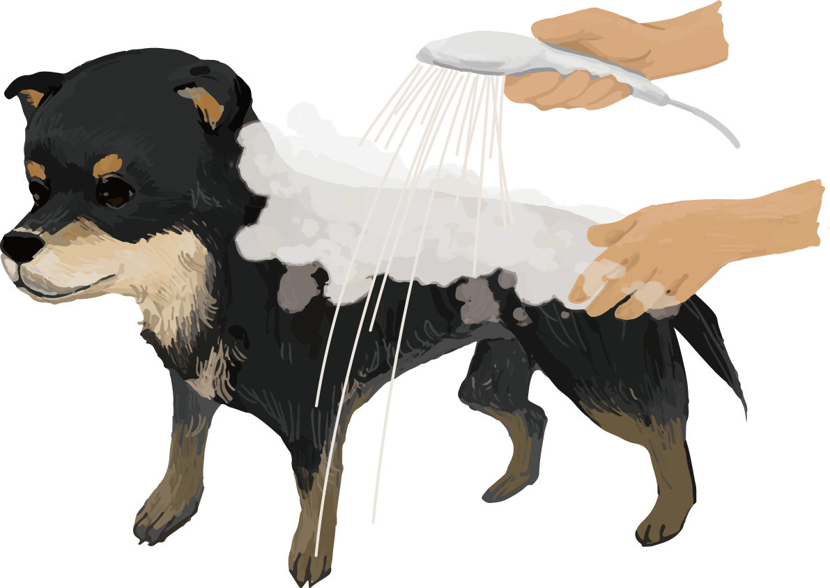 シャンプーする柴犬 黒毛の豆柴 リアル無料イラスト82640に写真・文字を入れる