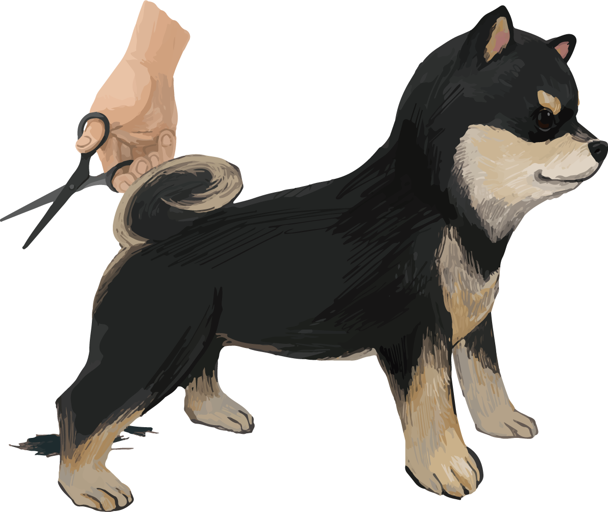 トリミングする柴犬 黒毛の豆柴 リアル無料イラスト82641に写真・文字を入れる