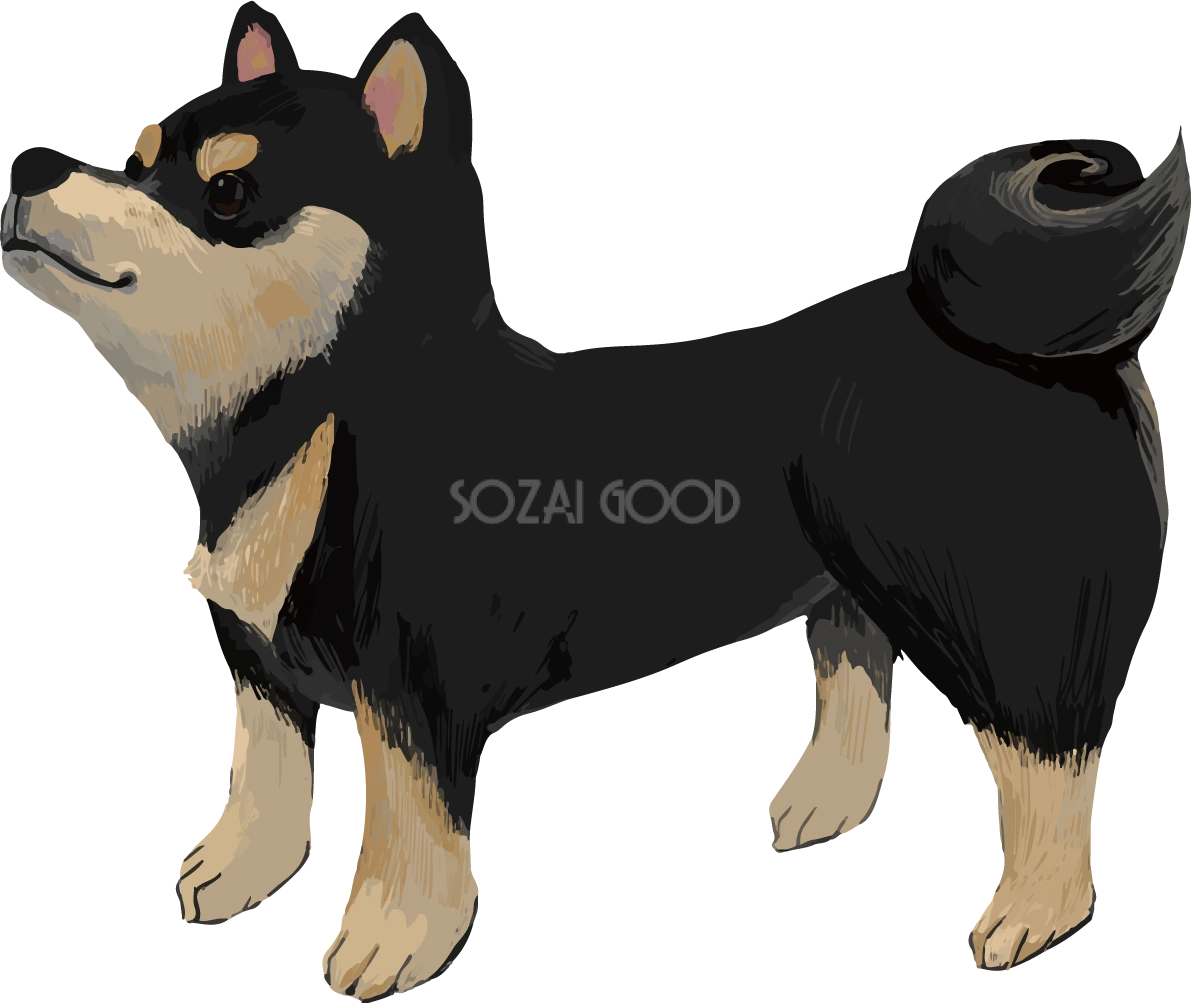 柴犬 黒毛の豆柴の横向き リアル無料イラスト82644