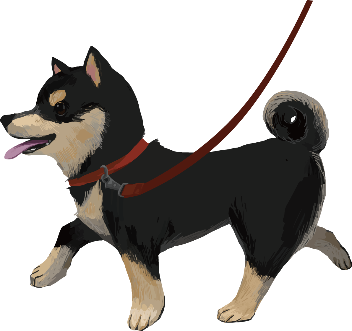 柴犬 黒毛の豆柴の散歩 リアル無料イラスト82646に写真・文字を入れる