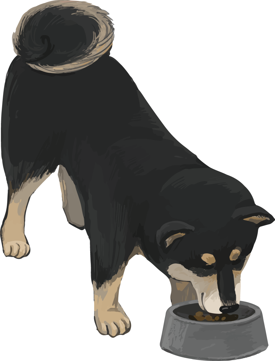 柴犬 黒毛の豆柴の食べる リアル無料イラスト82648に写真・文字を入れる