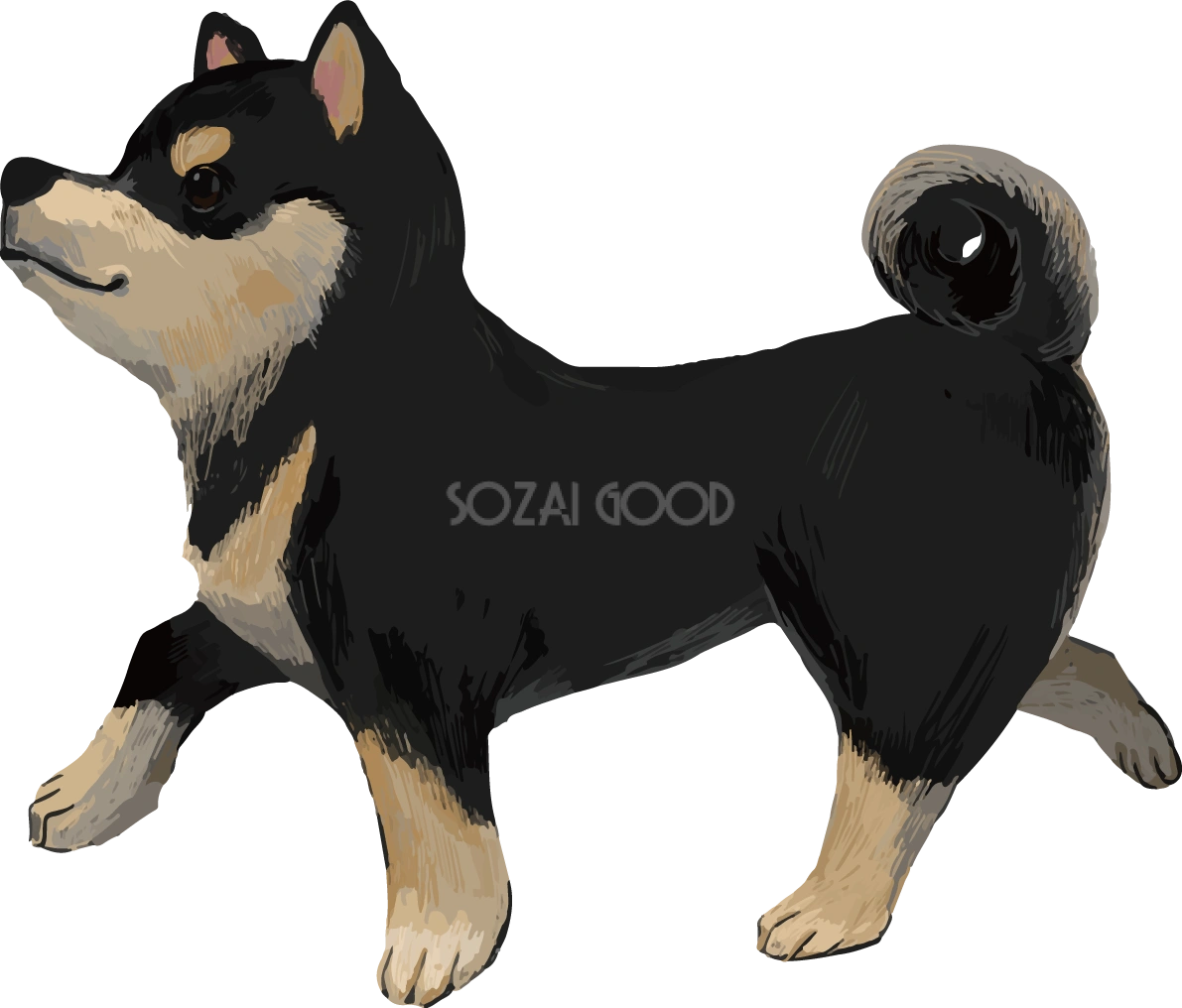 柴犬 黒毛の豆柴の歩く リアル無料イラスト82653