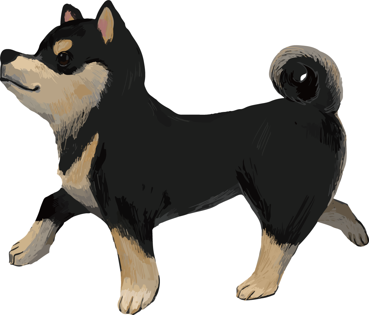 柴犬 黒毛の豆柴の歩く リアル無料イラスト82653に写真・文字を入れる