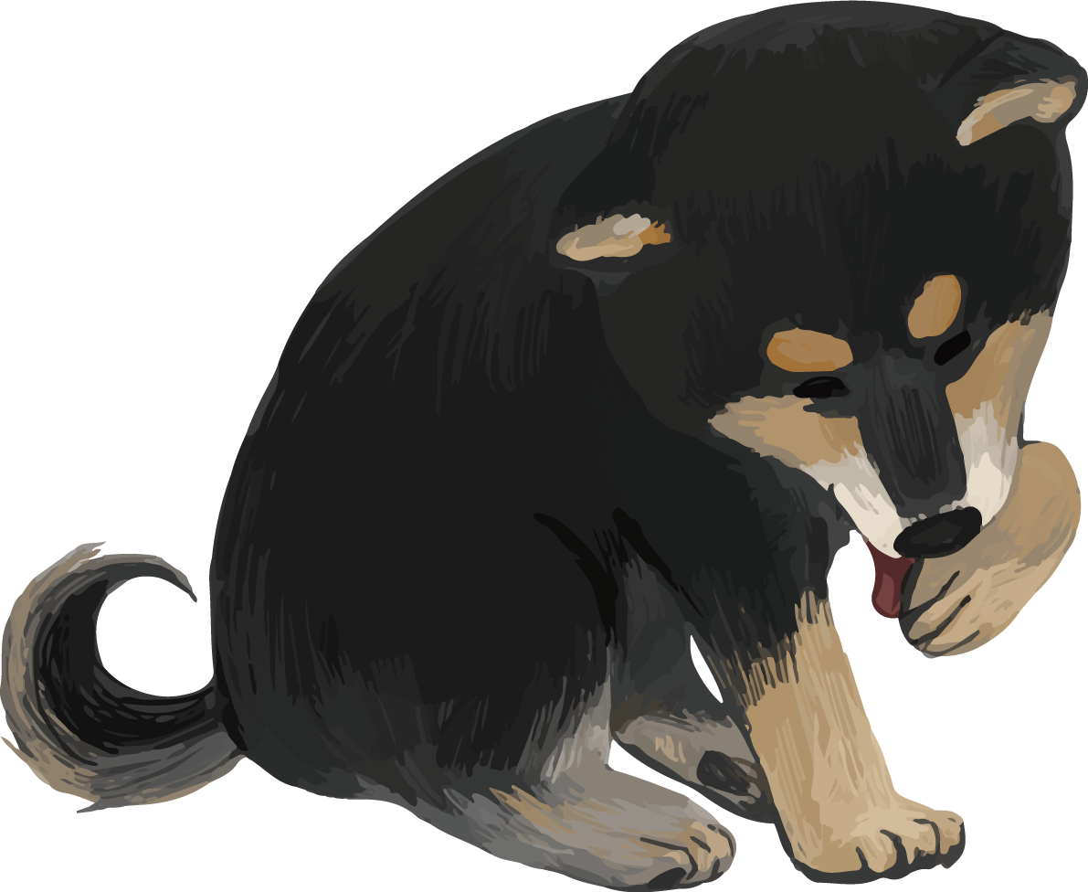 柴犬 黒毛の豆柴の毛づくろい リアル無料イラスト82655に写真・文字を入れる