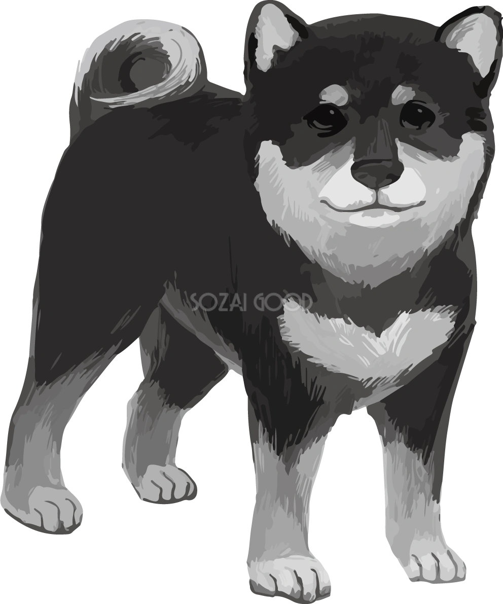 モノクロの柴犬 黒毛の豆柴 リアル無料イラスト82659