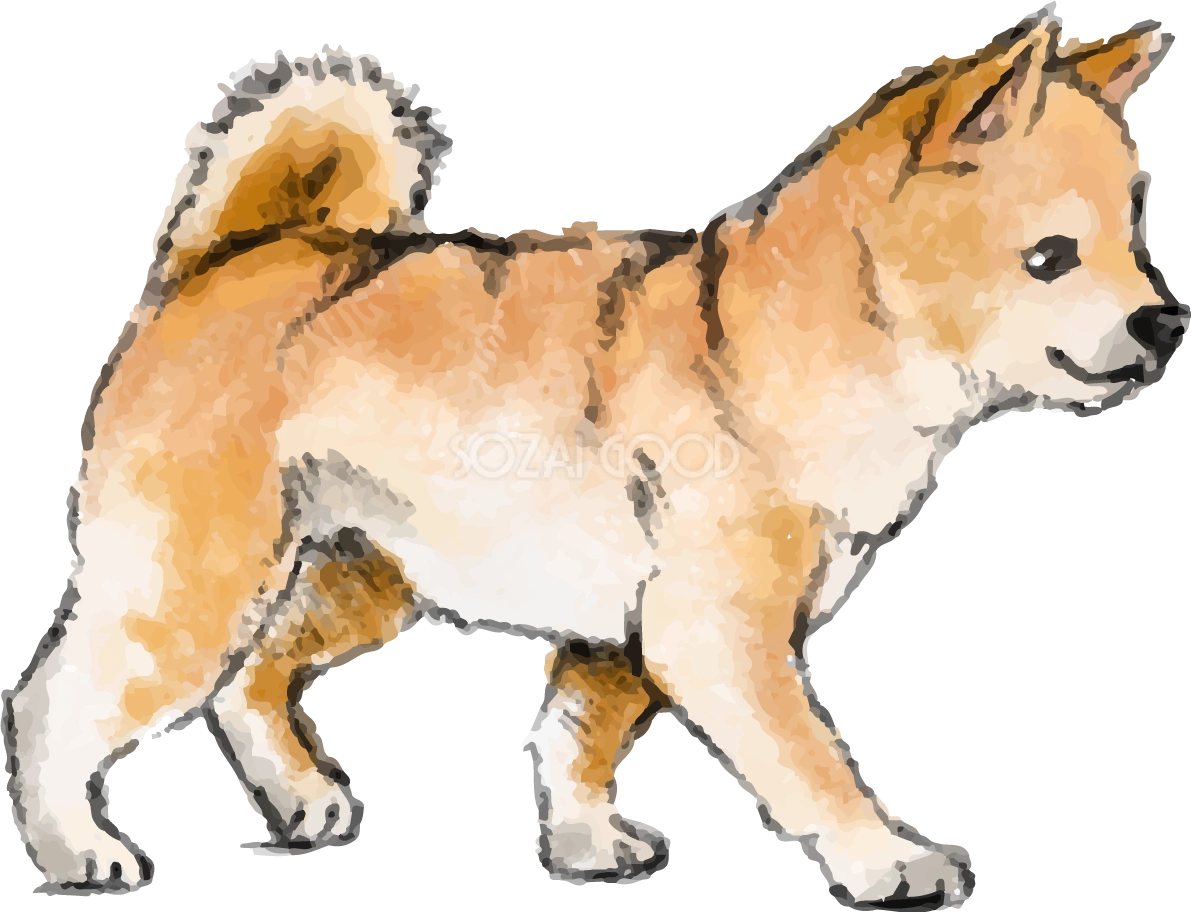 柴犬(子供犬)の水彩画風 無料イラスト82756