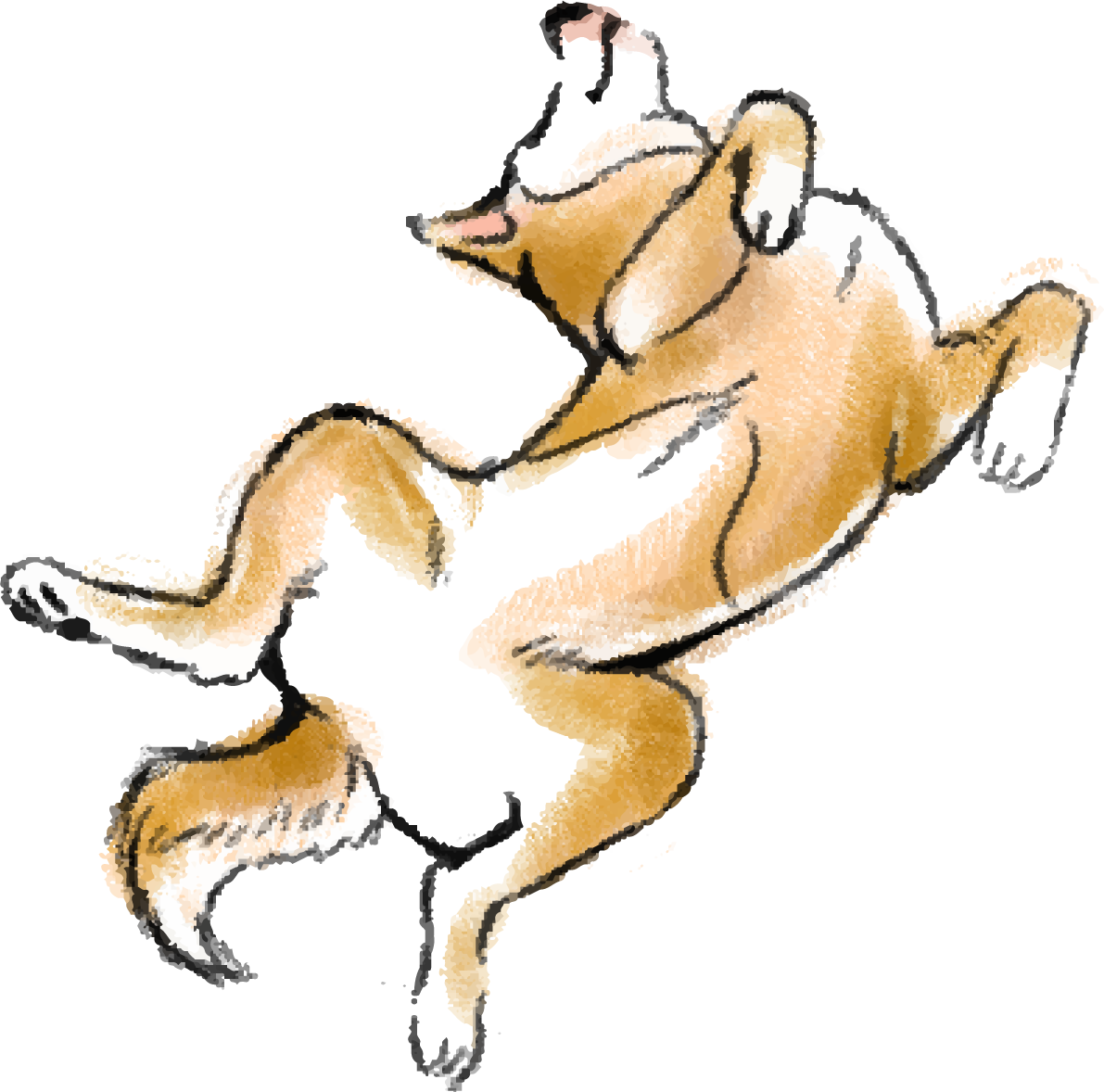 柴犬のヘソ天 無料イラスト82760に写真・文字を入れる