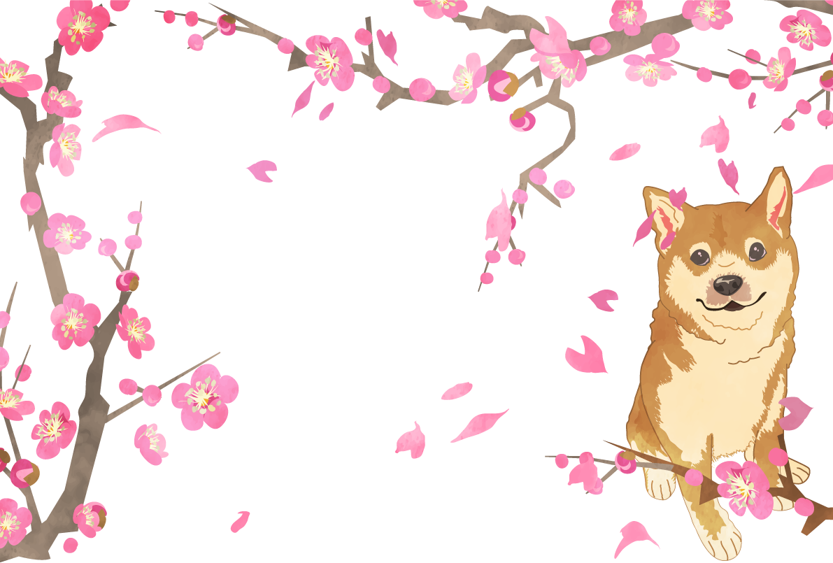 柴犬 花見る背景無料イラスト82769に写真・文字を入れる