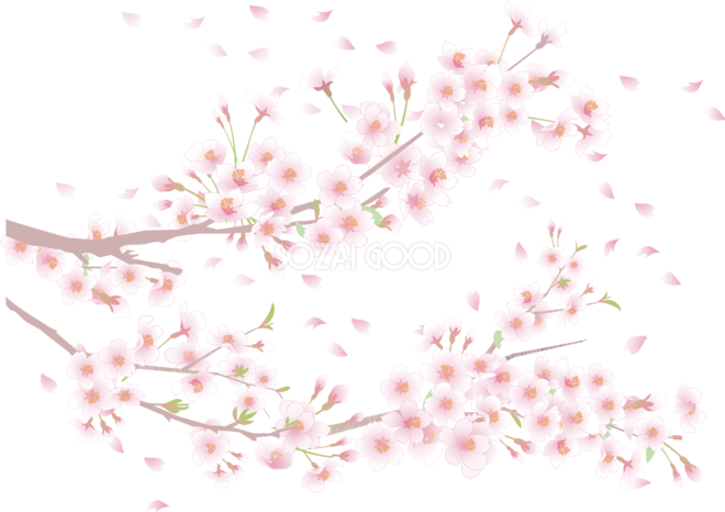リアルな桜の枝が伸びるイラスト 無料 フリー078 素材good