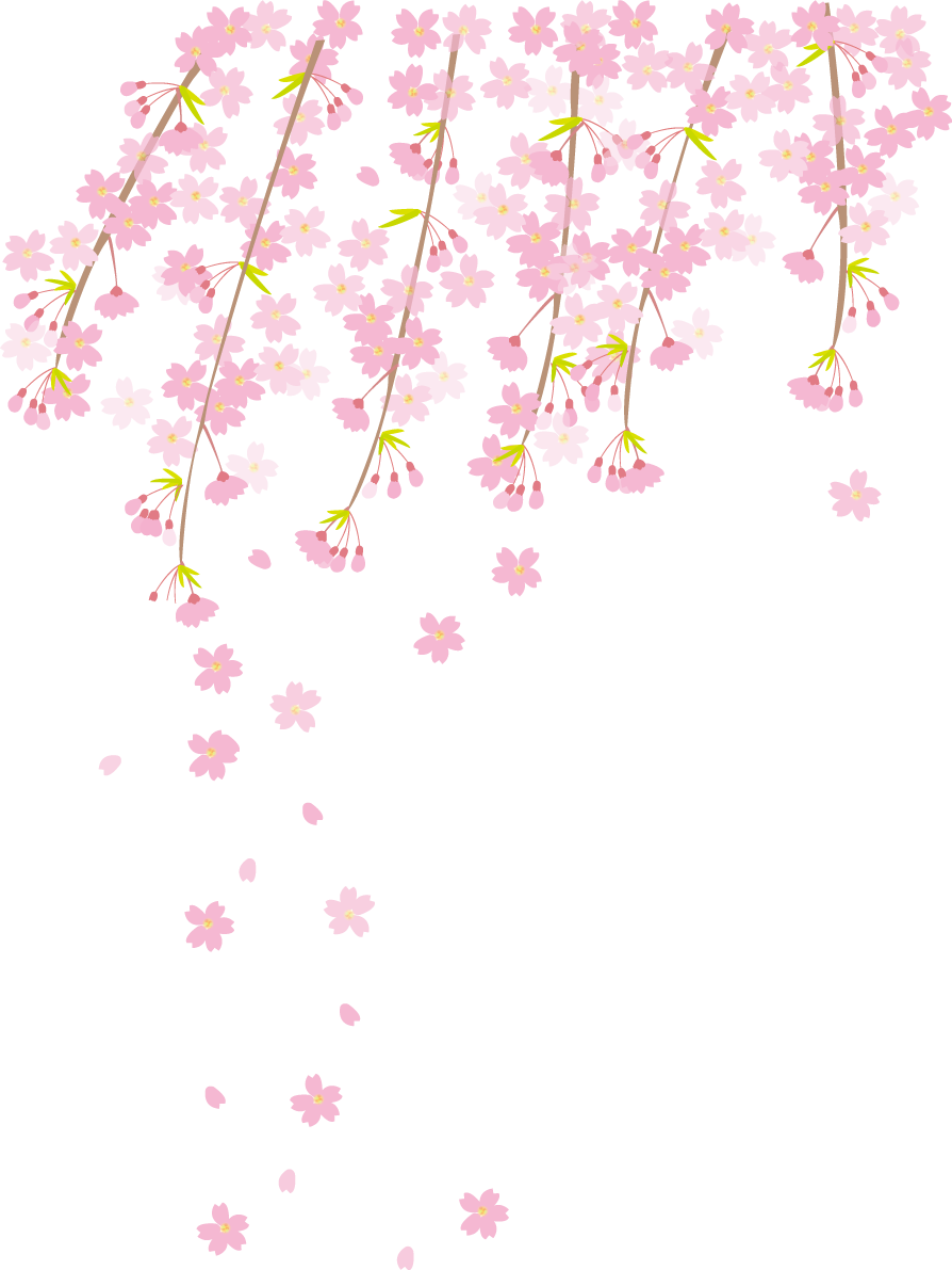 しだれ桜の枝と散る花びら透過イラスト背景なし 無料 フリー83100に写真・文字を入れる